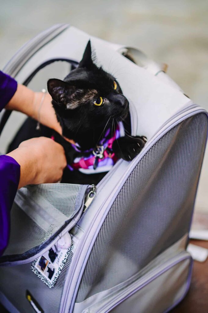 LSU senior holding her cat during senior portraits in Baton Rouge, Louisiana